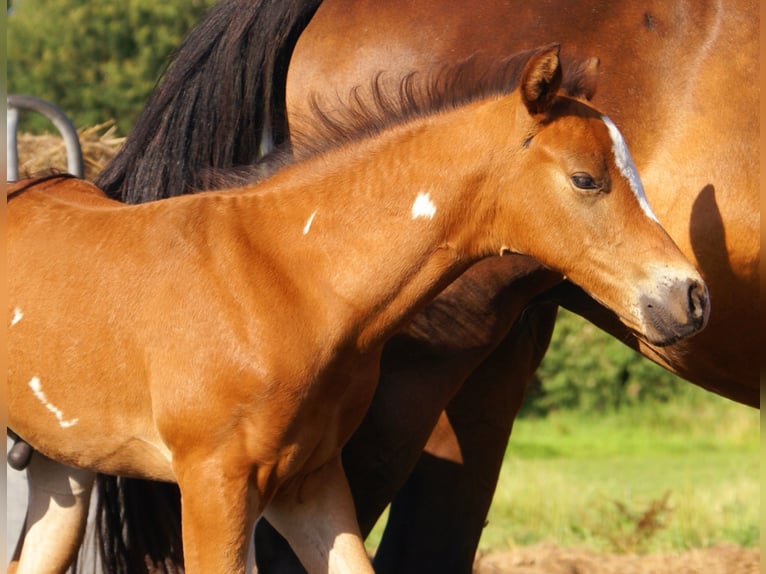 Quarter Pony Hengst  148 cm Brauner in Velpke