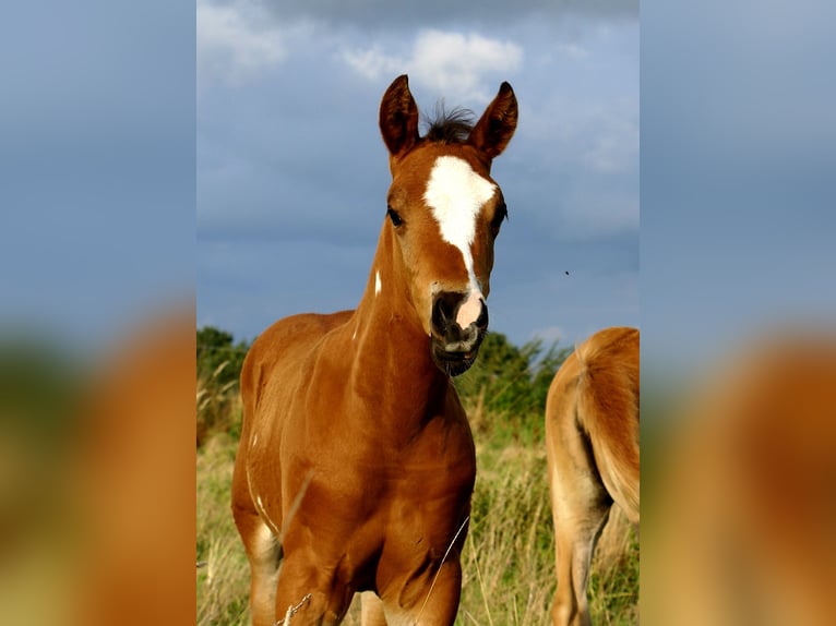 Quarter Pony Hengst Fohlen (06/2025) 148 cm Brauner in Velpke
