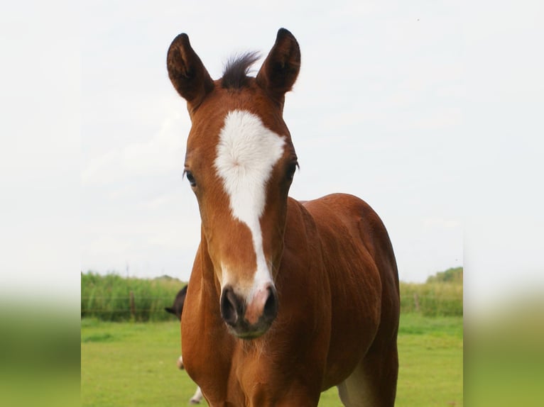 Quarter Pony Hengst  148 cm Brauner in Velpke