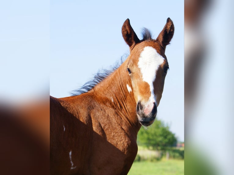 Quarter Pony Hengst  148 cm Brauner in Velpke