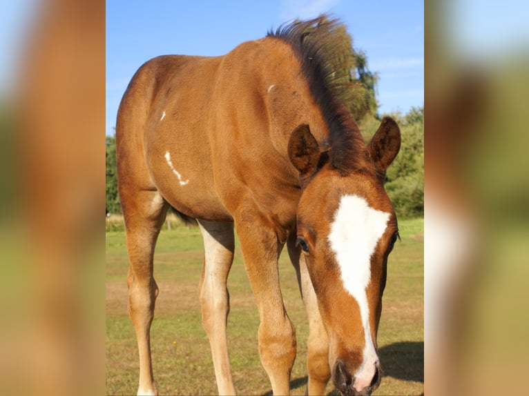 Quarter Pony Hengst Fohlen (06/2025) 148 cm Dunkelbrauner in Velpke