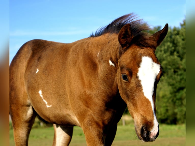 Quarter Pony Hengst Fohlen (06/2025) 148 cm Dunkelbrauner in Velpke