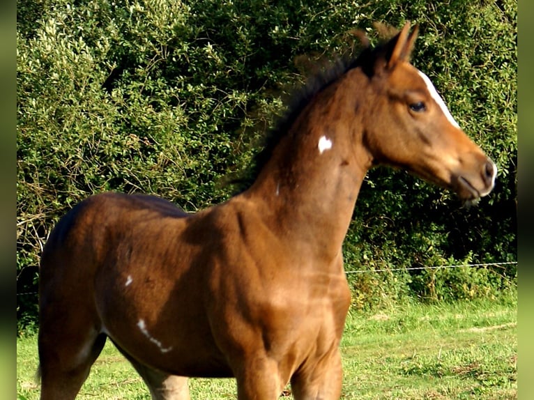 Quarter Pony Hengst Fohlen (06/2025) 148 cm Dunkelbrauner in Velpke