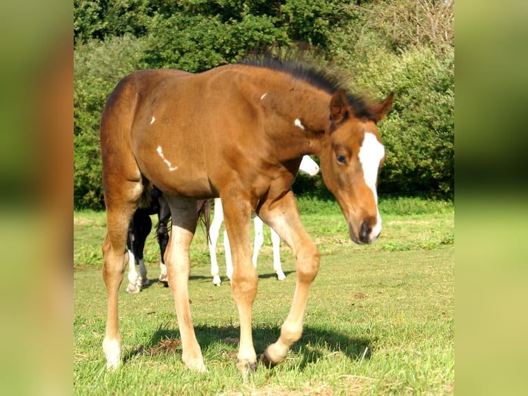Quarter Pony Hengst Fohlen (06/2025) 148 cm Dunkelbrauner in Velpke