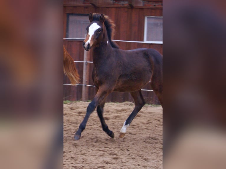 Quarter Pony Hengst Fohlen (06/2025) 148 cm Overo-alle-Farben in Velpke