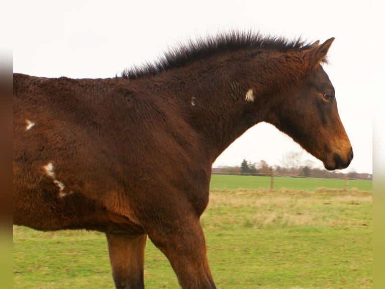 Quarter Pony Hengst Fohlen (06/2025) 148 cm Overo-alle-Farben in Velpke