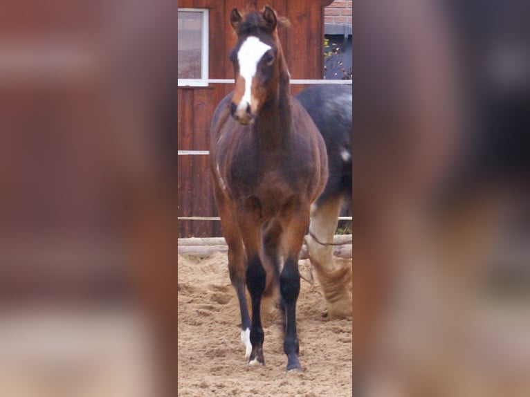 Quarter Pony Hengst Fohlen (06/2025) 148 cm Overo-alle-Farben in Velpke