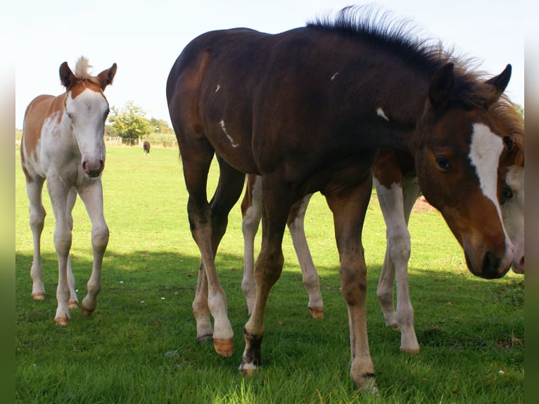 Quarter Pony Hengst Fohlen (06/2025) 148 cm Overo-alle-Farben in Velpke