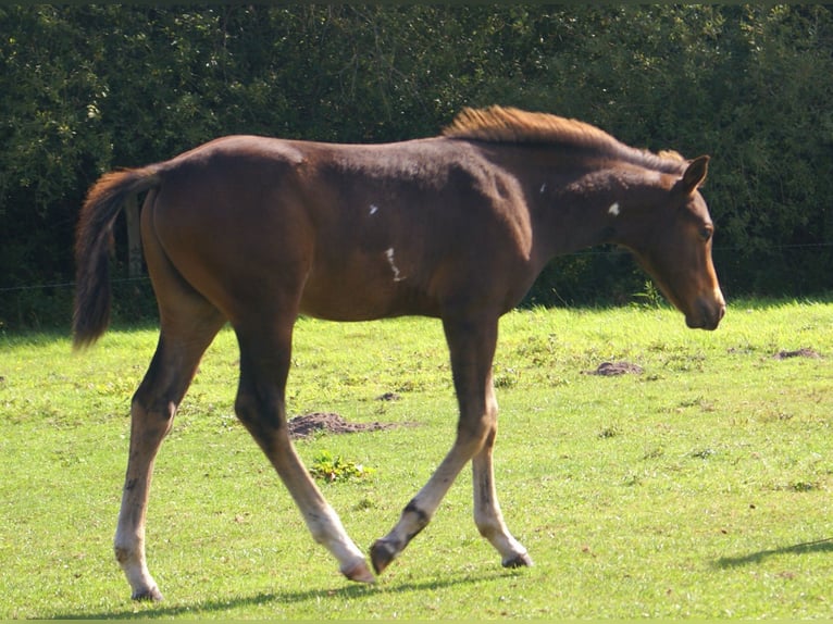 Quarter Pony Hengst Fohlen (06/2025) 148 cm Overo-alle-Farben in Velpke