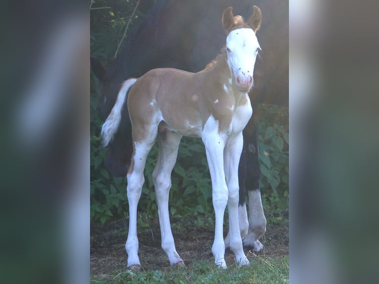 Quarter Pony Hengst Fohlen (07/2026) 148 cm Overo-alle-Farben in Velpke