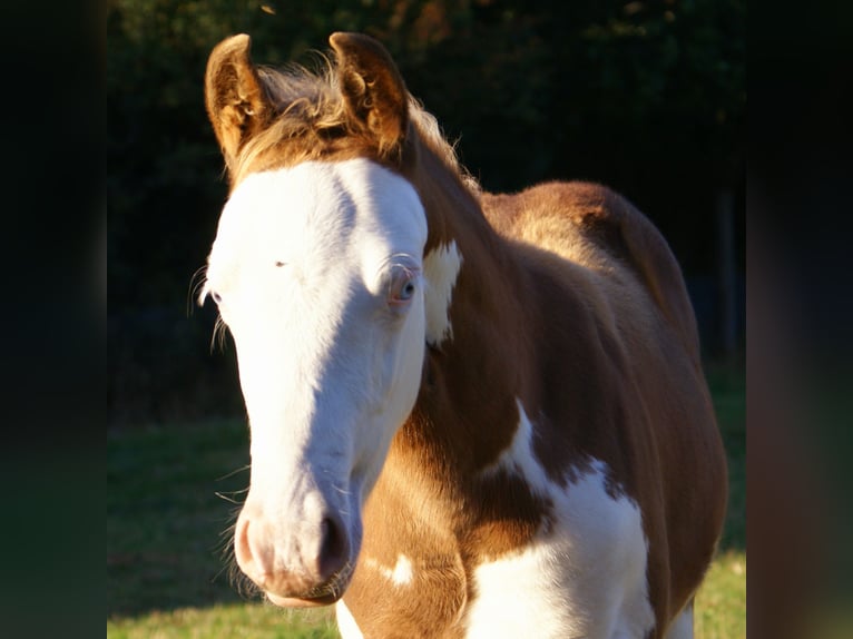 Quarter Pony Hengst Fohlen (07/2026) 148 cm Overo-alle-Farben in Velpke