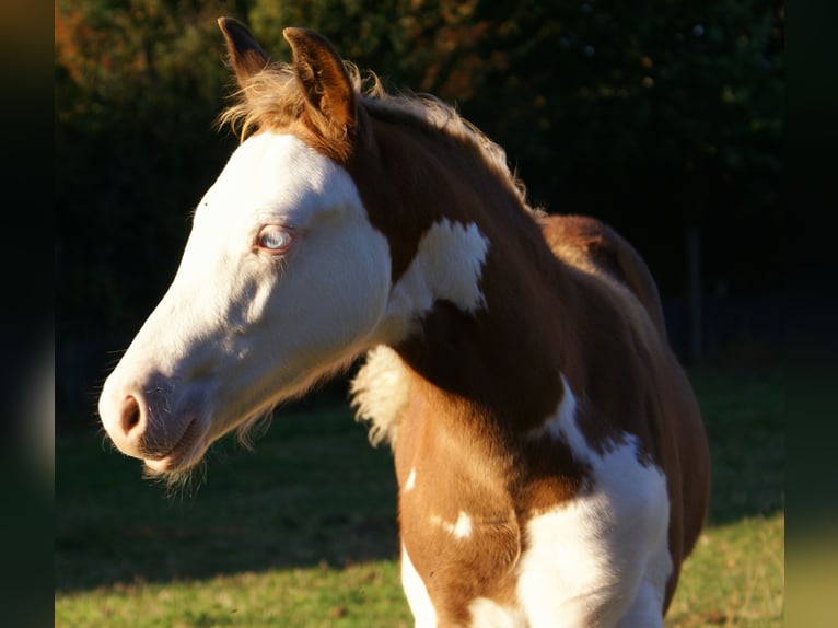 Quarter Pony Hengst Fohlen (07/2026) 148 cm Overo-alle-Farben in Velpke