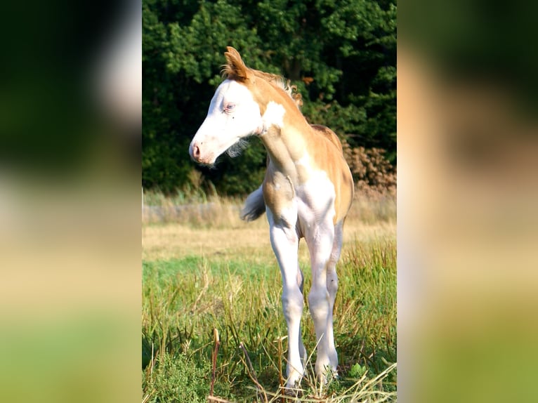 Quarter Pony Hengst Fohlen (07/2026) 148 cm Overo-alle-Farben in Velpke