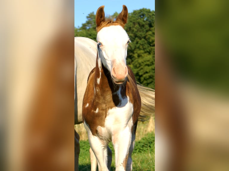 Quarter Pony Hengst Fohlen (07/2026) 148 cm Overo-alle-Farben in Velpke