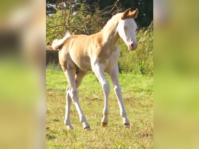 Quarter Pony Hengst Fohlen (07/2026) 148 cm Overo-alle-Farben in Velpke