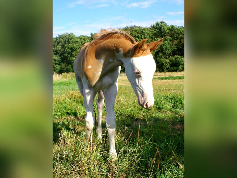 Quarter Pony Hengst Fohlen (07/2026) 148 cm Overo-alle-Farben in Velpke