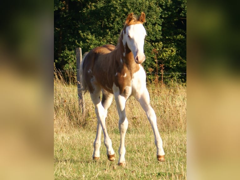 Quarter Pony Hengst Fohlen (07/2026) 148 cm Overo-alle-Farben in Velpke