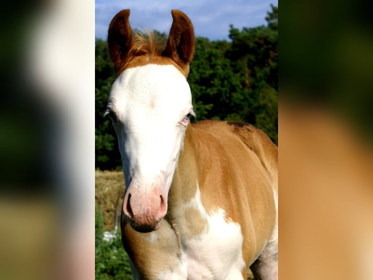 Quarter Pony Hengst Fohlen (07/2026) 148 cm Overo-alle-Farben in Velpke