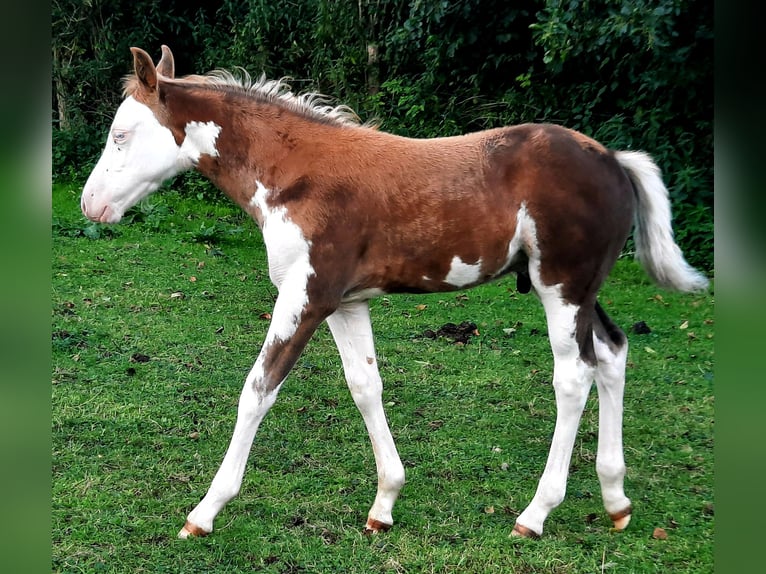 Quarter Pony Hengst Fohlen (07/2026) 148 cm Overo-alle-Farben in Velpke