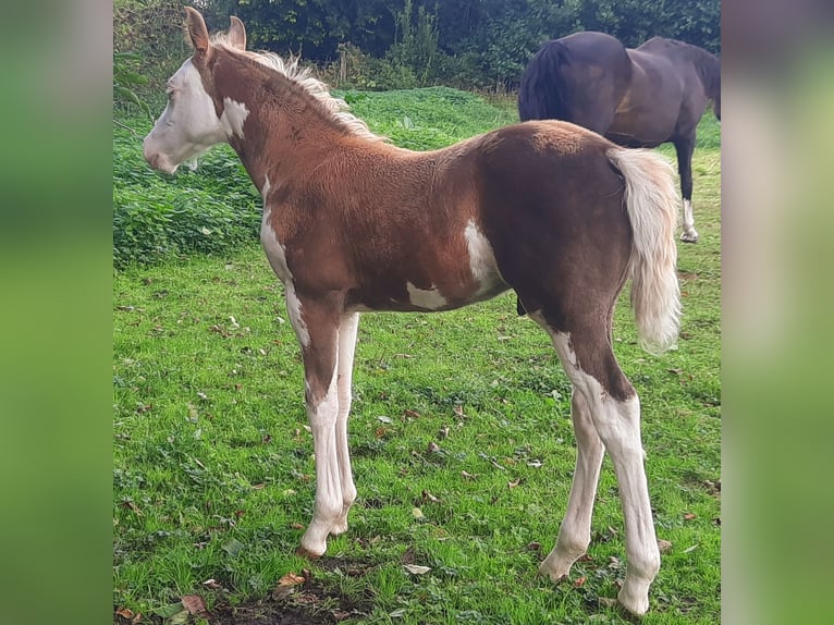 Quarter Pony Hengst Fohlen (07/2026) 148 cm Overo-alle-Farben in Velpke