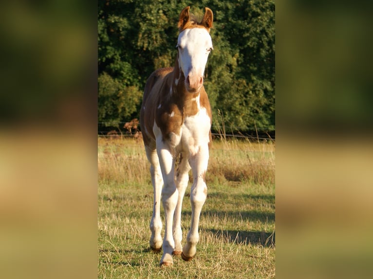 Quarter Pony Hengst Fohlen (07/2026) 148 cm Overo-alle-Farben in Velpke