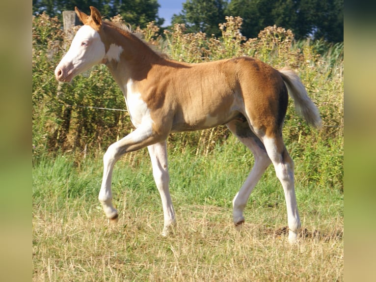 Quarter Pony Hengst Fohlen (07/2026) 148 cm Overo-alle-Farben in Velpke