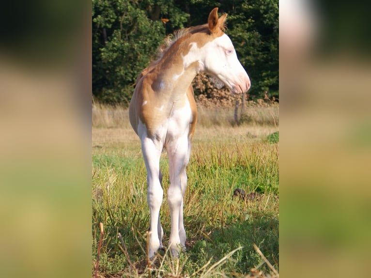 Quarter Pony Hengst Fohlen (07/2026) 148 cm Overo-alle-Farben in Velpke