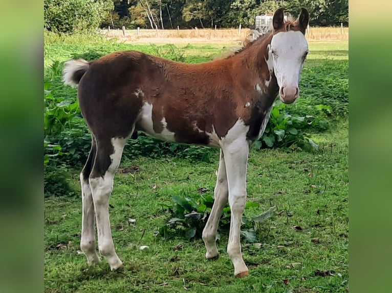 Quarter Pony Hengst Fohlen (07/2026) 148 cm Overo-alle-Farben in Velpke