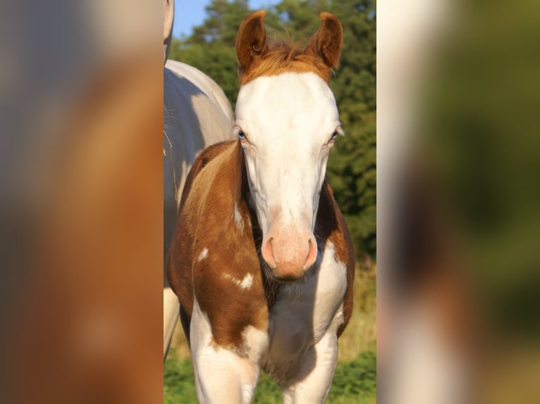 Quarter Pony Hengst Fohlen (07/2026) 148 cm Overo-alle-Farben in Velpke