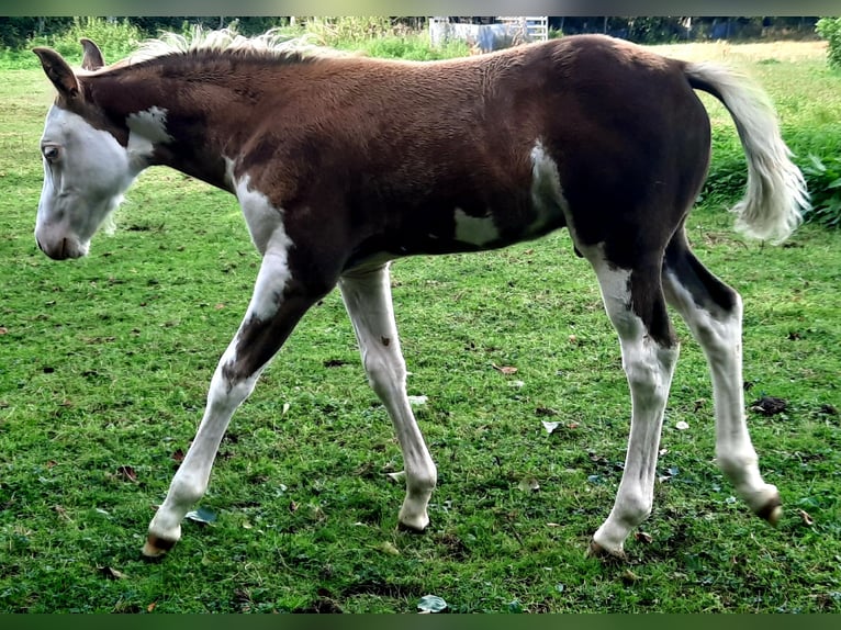 Quarter Pony Hengst Fohlen (07/2026) 148 cm Overo-alle-Farben in Velpke