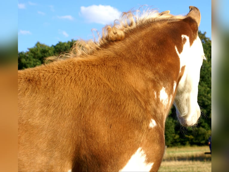Quarter Pony Hengst Fohlen (07/2026) 148 cm Overo-alle-Farben in Velpke