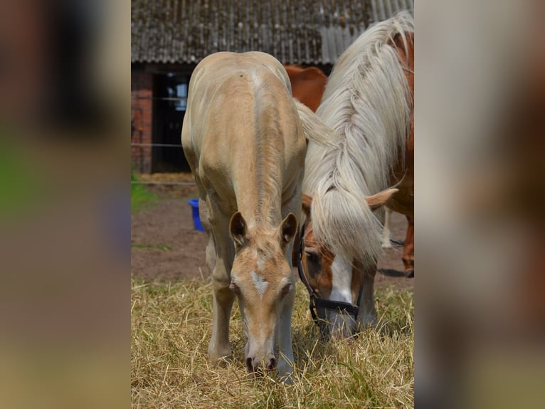 Quarter Pony Hengst Fohlen (05/2024) 150 cm Champagne in Nordhorn