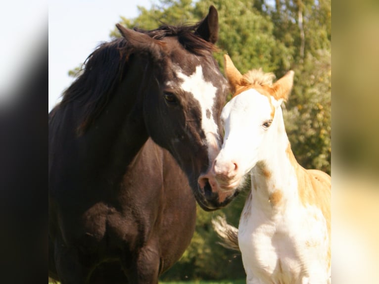 Quarter Pony Hengst Fohlen (08/2025) 150 cm Overo-alle-Farben in Velpke