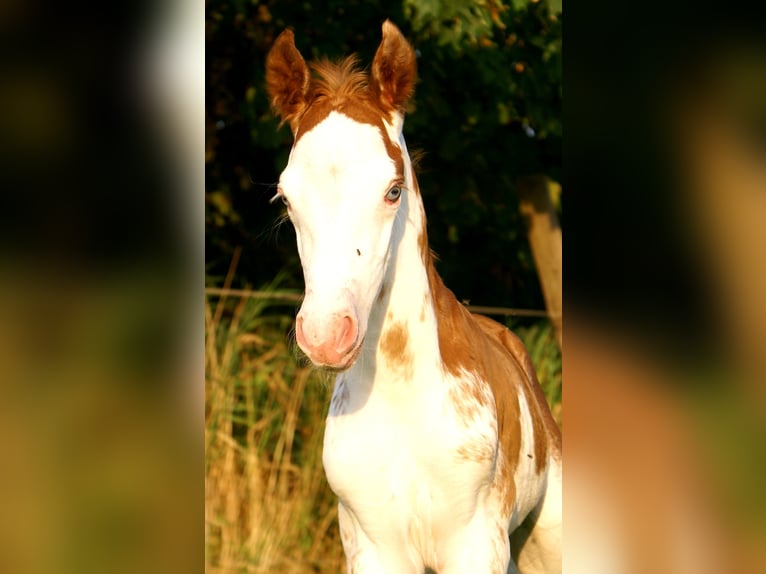 Quarter Pony Hengst Fohlen (08/2025) 150 cm Overo-alle-Farben in Velpke