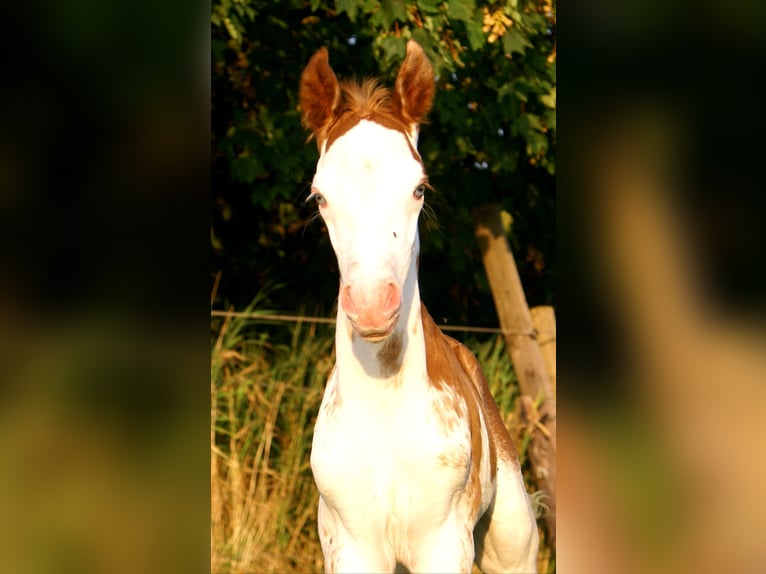 Quarter Pony Hengst Fohlen (08/2025) 150 cm Overo-alle-Farben in Velpke