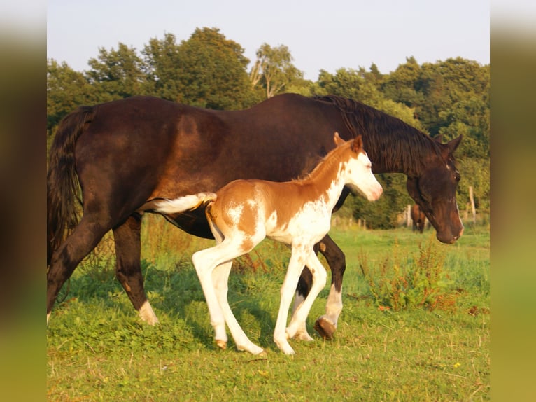 Quarter Pony Hengst Fohlen (08/2025) 150 cm Overo-alle-Farben in Velpke