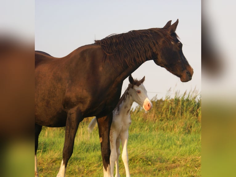 Quarter Pony Hengst Fohlen (08/2025) 150 cm Overo-alle-Farben in Velpke