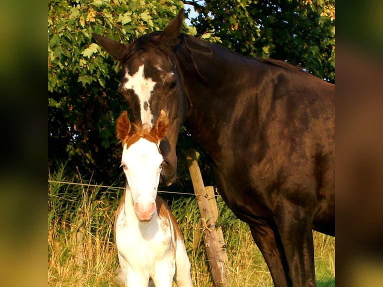 Quarter Pony Hengst Fohlen (08/2025) 150 cm Overo-alle-Farben in Velpke