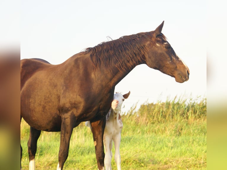 Quarter Pony Hengst Fohlen (08/2025) 150 cm Overo-alle-Farben in Velpke