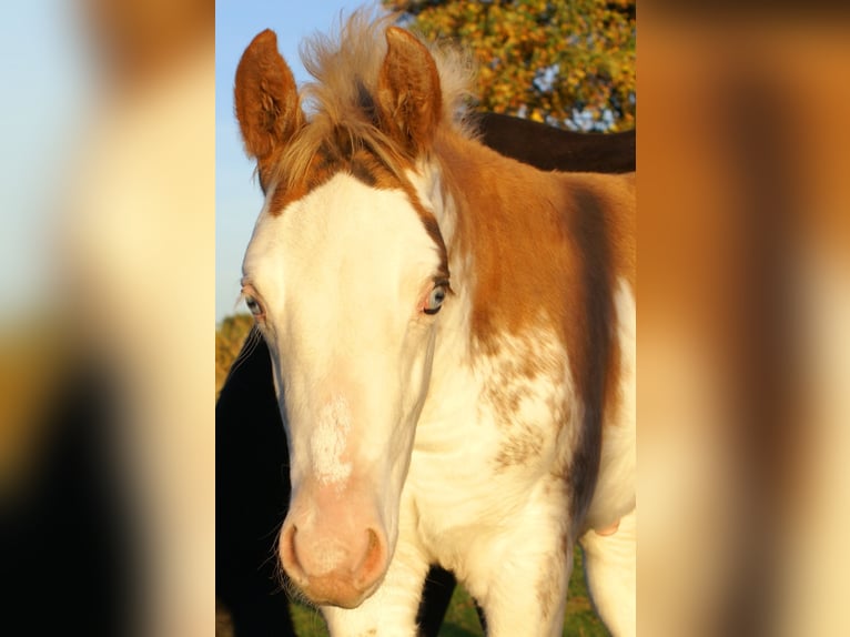 Quarter Pony Hengst Fohlen (08/2025) 150 cm Overo-alle-Farben in Velpke