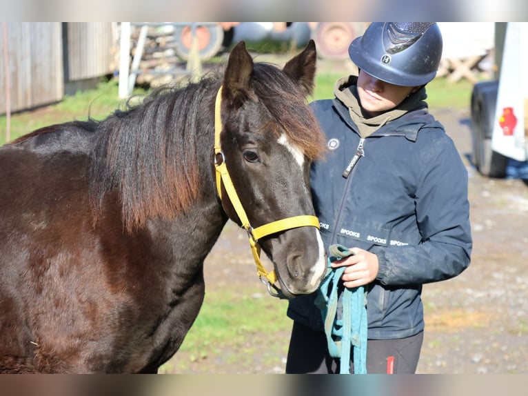 Quarter Pony Mix Hengst Fohlen (01/2025) 150 cm Rappe in Buchen Waldhausen Quarter Pony Mix Hengst Fohlen (01/2025) 150 cm Rappe in Buchen Waldhausen