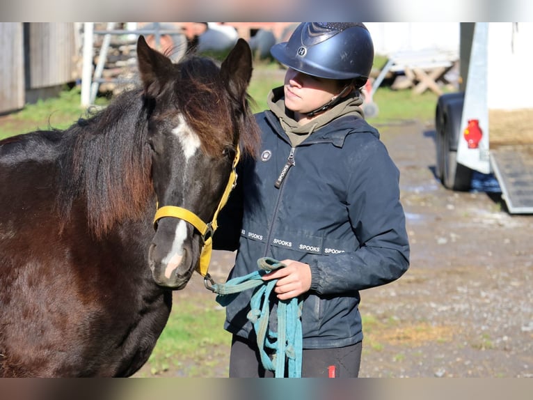 Quarter Pony Mix Hengst Fohlen (01/2025) 150 cm Rappe in Buchen Waldhausen Quarter Pony Mix Hengst Fohlen (01/2025) 150 cm Rappe in Buchen Waldhausen