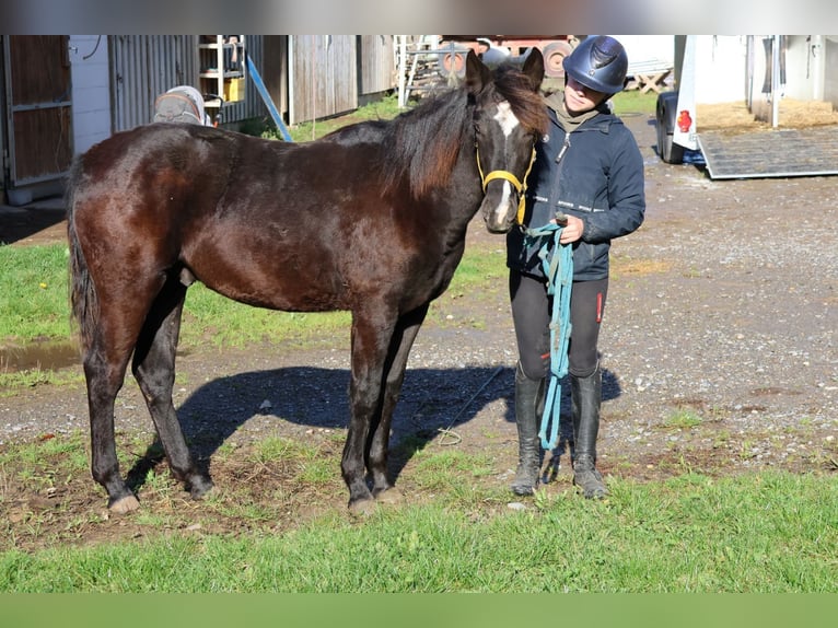 Quarter Pony Mix Hengst Fohlen (01/2025) 150 cm Rappe in Buchen Waldhausen Quarter Pony Mix Hengst Fohlen (01/2025) 150 cm Rappe in Buchen Waldhausen