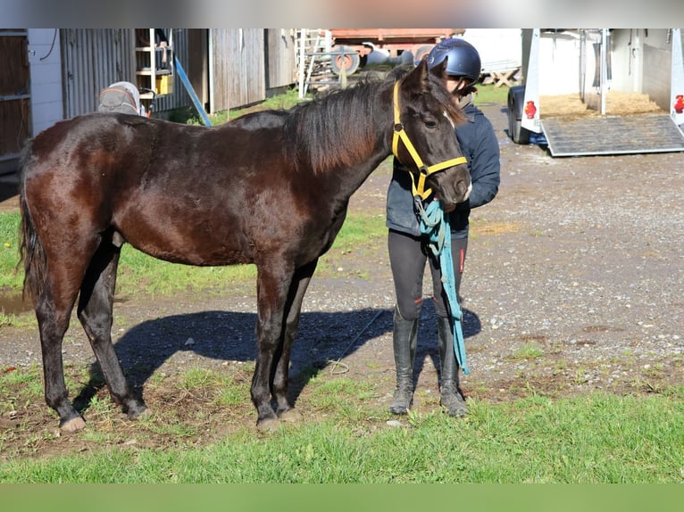 Quarter Pony Mix Hengst Fohlen (01/2025) 150 cm Rappe in Buchen Waldhausen Quarter Pony Mix Hengst Fohlen (01/2025) 150 cm Rappe in Buchen Waldhausen