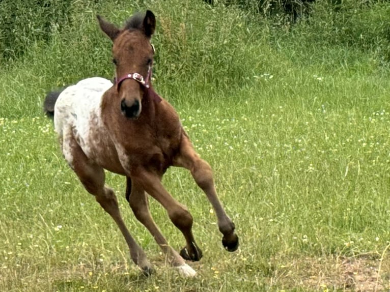 Quarter Pony Hengst Fohlen (05/2024) Brauner in Lichtenau