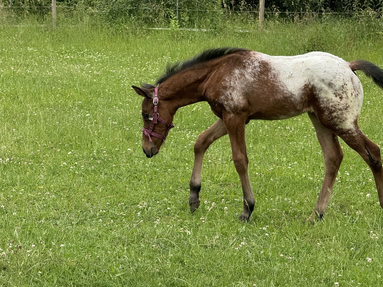 Quarter Pony Hengst Fohlen (05/2024) Brauner in Lichtenau