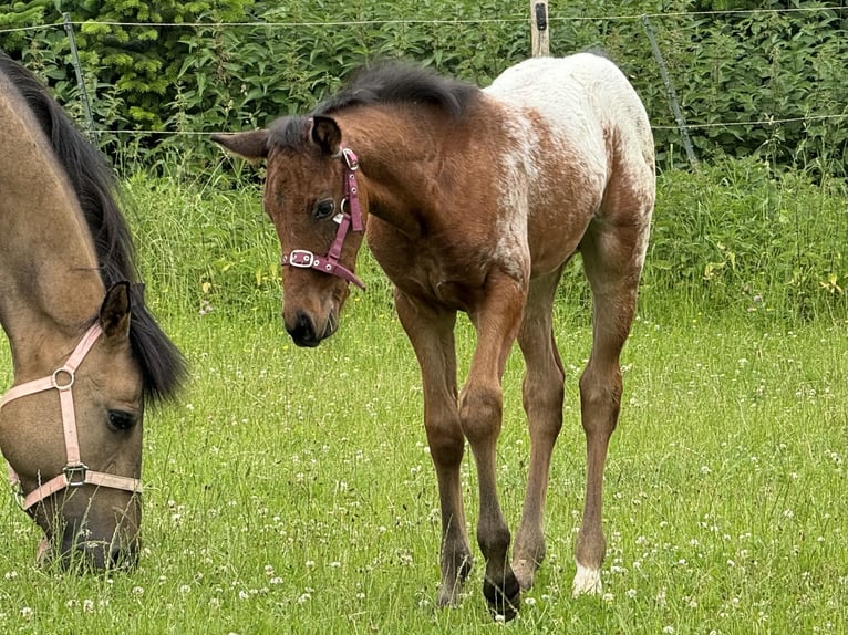 Quarter Pony Hengst Fohlen (05/2024) Brauner in Lichtenau