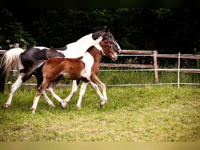 Quarter Pony Hengst Fohlen (03/2024) Schecke in Lohra