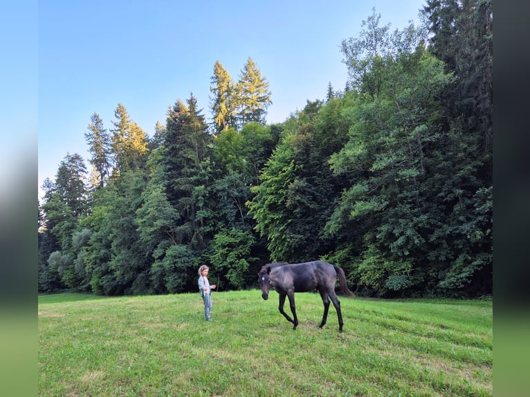 Quarter Pony Hengst Veulen (04/2025) 145 cm Blauwschimmel in Fichtenberg