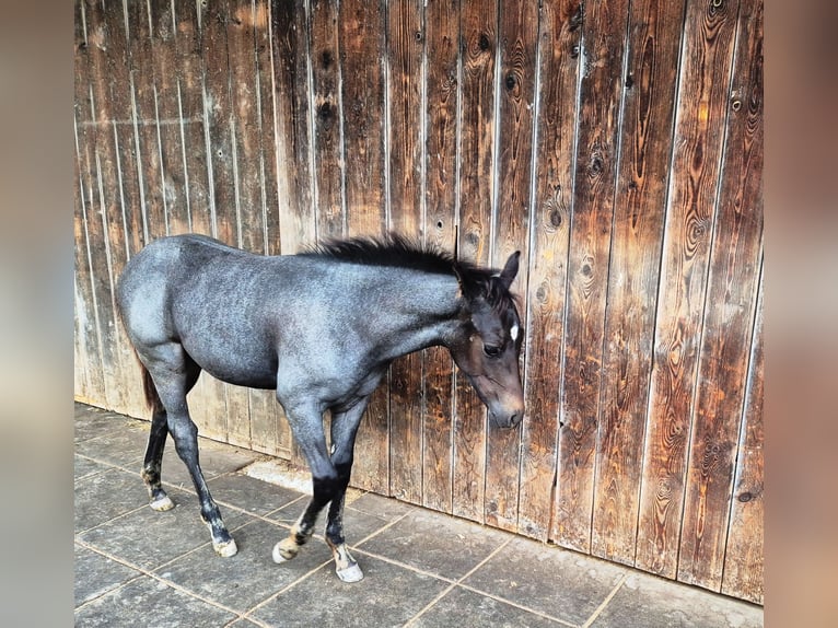 Quarter Pony Hengst Veulen (04/2025) 145 cm Blauwschimmel in Fichtenberg